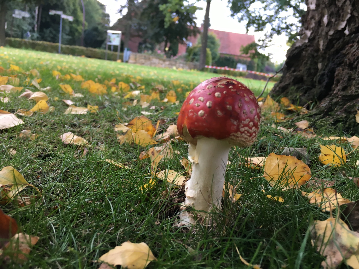 Ein Einsamer Pilz Im Ava Garten